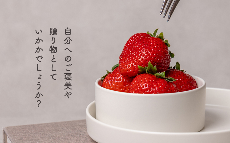 贅沢イチゴ ひのしずく 約45g×12玉 いちご イチゴ 苺《2026年3月発送予定》ヴァリアス株式会社 果物 くだもの フルーツ 希少 ギフト プレゼント 贈り物 国産 九州産 熊本県 菊池市 送料