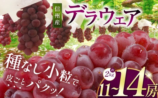 【先行受付】信州産 デラウェア 約2kg (11～14房)　｜ふるさと納税 松本市  ぶどう 葡萄 デラウェア 果物 フルーツ 新鮮 信州産 8月発送