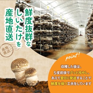 葛城市産生しいたけ（1kg） / 椎茸 シイタケ きのこ キノコ 生 国産 セット 新鮮 菌床 スライス 奈良県 葛城市【kobo001】