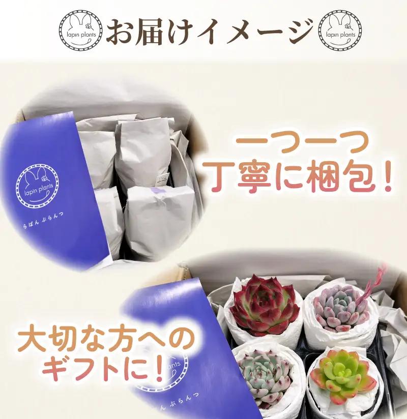 多肉【極み】らぱんぷらんつ プレミアムコレクション4種 