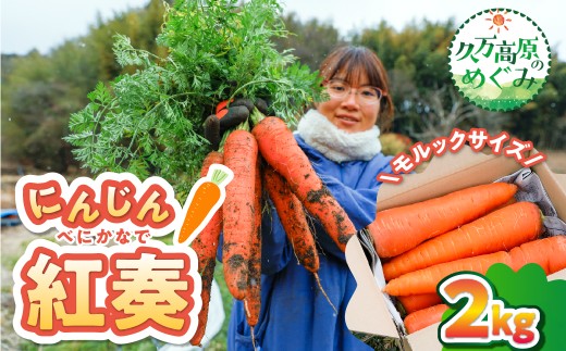 【産地直送】【先行予約】モルックサイズ！？ 特大にんじん（紅奏）2kg ｜ 人参 ニンジン ニンジンジュース  高原野菜 久万高原町 ※2026年12月上旬～2027年2月上旬頃に順次発送予定