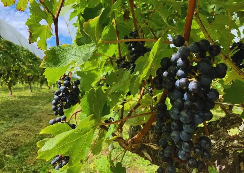【数量限定】「早池峰の恵み」モリタワイン　ダム貯蔵熟成　赤・白ワイン 年代別飲み比べコンプリートセット 【2199】