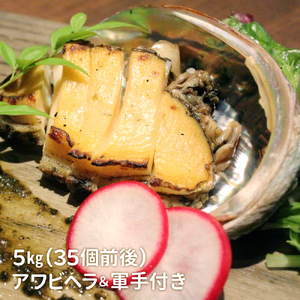 【2026年11月～12月発送】活アワビ 5kg ( 35個前後) ※アワビヘラ＆軍手付き※【期間限定】【35】｜冷蔵 三陸 岩手県 大槌町 あわび 人気 鮑 いわて iwate 2026 初栄丸