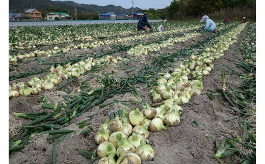 【新玉予約・サイズ色々】淡路島フルーツ玉ねぎ３kg