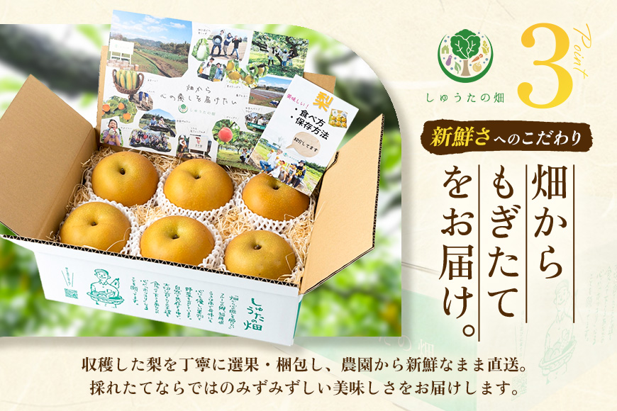 【先行予約】 しゅうたの畑 あふれる果汁 幸水梨 6玉から7玉 【2026年7月下旬から8月上旬 出荷予定】 梨 なし ナシ 幸水 こうすい 果物 くだもの フルーツ 果実 ジューシー 産直農園 お取