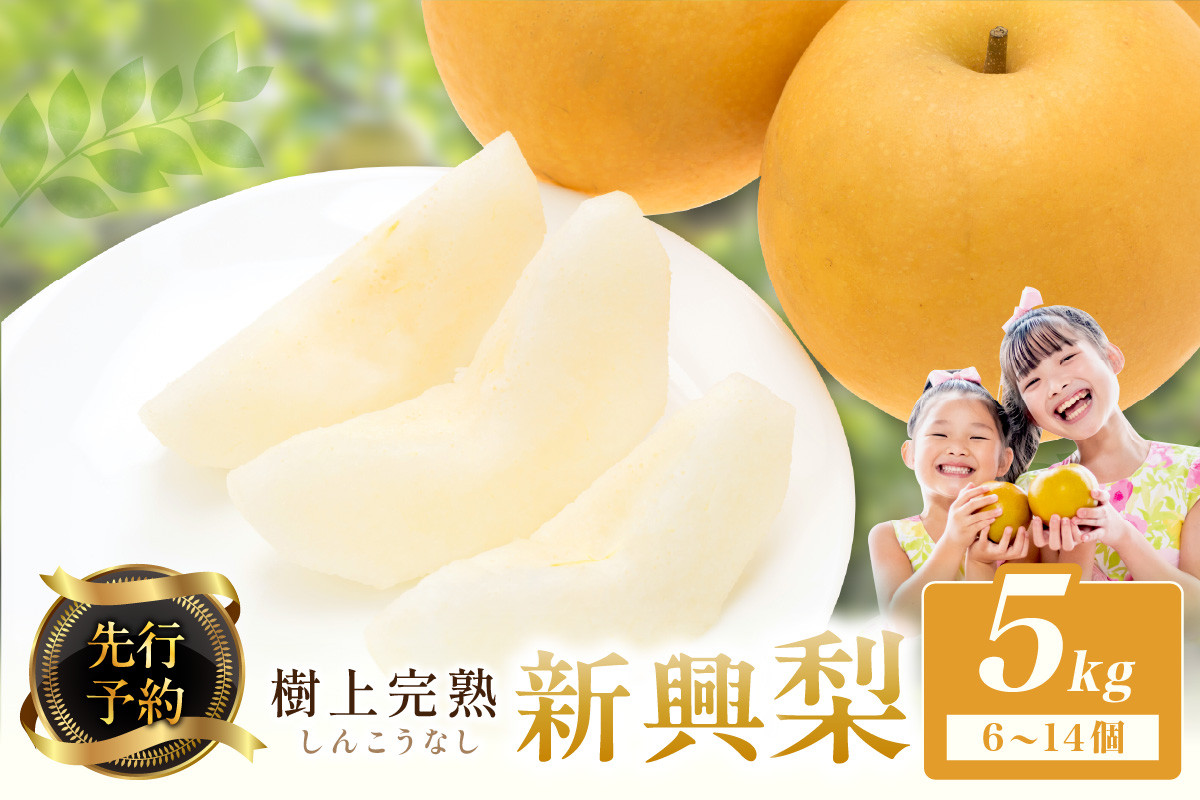 
                  【先行予約】樹上完熟 新興梨 5kg（6～14個）（2026年10月下旬～発送）　梨 なし 新興梨 完熟 フルーツ 果物 梨5kg 期間限定 赤梨　BF00015
                