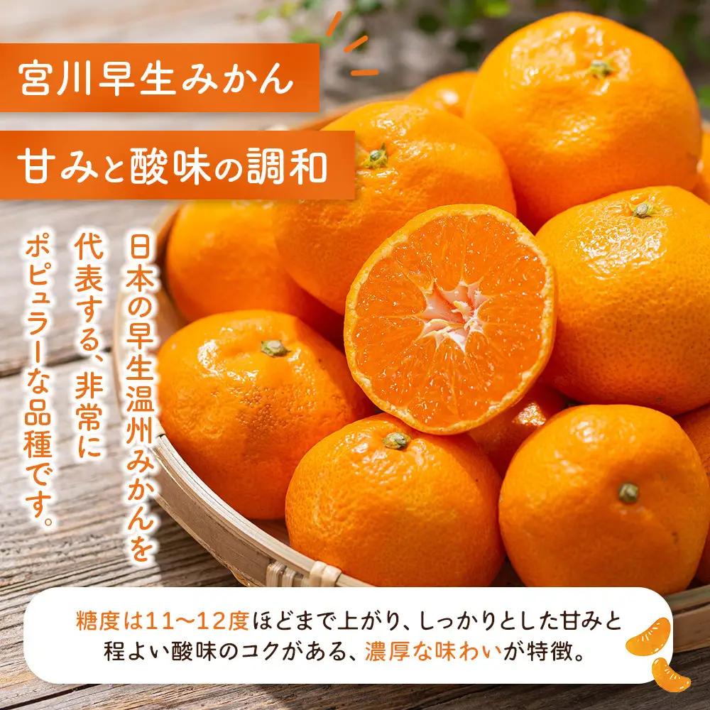 宮川早生みかん 10kg | 湯河原町 みかん 柑橘 旬 宮川早生 10kg フルーツ
