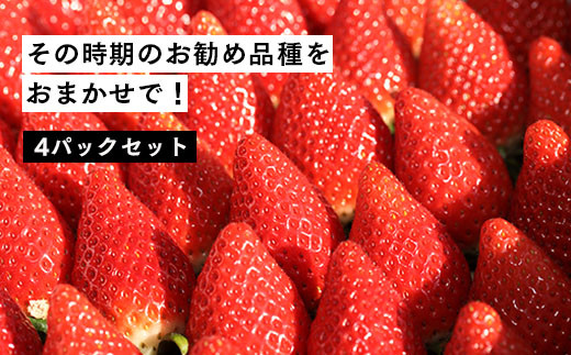 
【２月発送開始・数量限定】伊賀いちご園のおまかせ4P（280g/パック×4パック） - イチゴ ストロベリー strawberry【18009】
