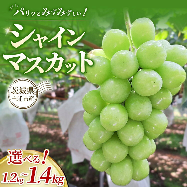 【ふるさと納税】【選べる容量】【先行予約】【数量限定】 茨城県土浦市産 シャインマスカット （1.2kg・1.4kg） | 大きい 果物 フルーツ ぶどう ブドウ 葡萄 ギフト 贈り物 予約 旬 ※2026年9月～発送