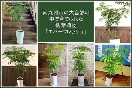 066-02-1 観葉植物 エバーフレッシュ7号サイズ1鉢