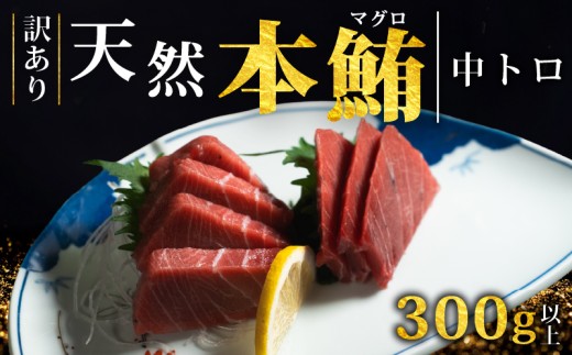【スピード発送】 天然本まぐろ 中トロ 300g以上 訳あり まぐろ トロ 刺身 さしみ 刺し身 鮮魚 まぐろ中トロ 鮪 魚介 魚 マグロ 漬け ユッケ 海鮮丼 国産 天然まぐろ 高級 天然 人気 寿司 本鮪 お正月 年末 冷凍 三陸 大船渡 岩手 冊 ギフト ごちそう