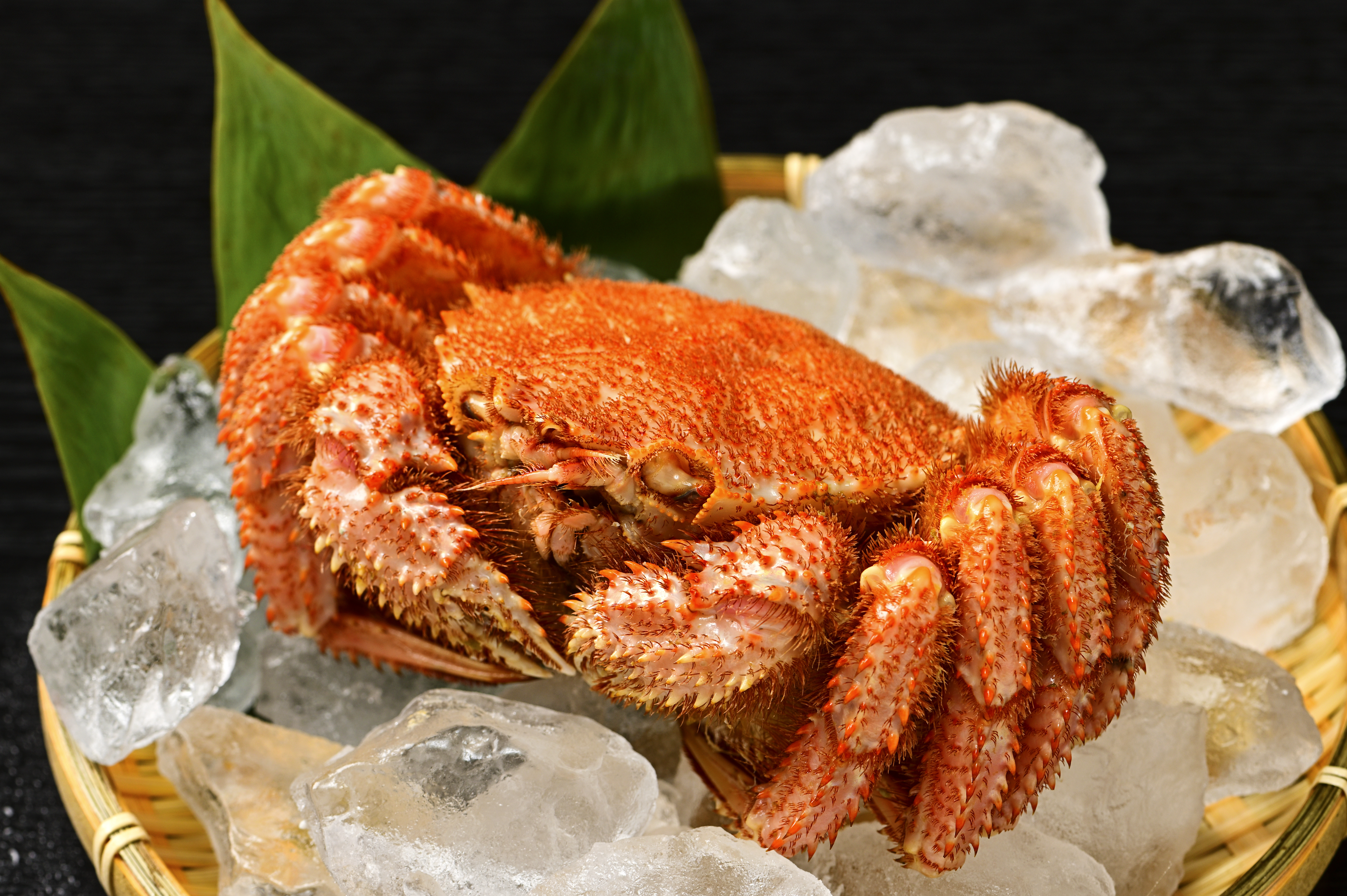 12月15日までのお申し込みで年内配送 活ゆで毛蟹（2尾×500～600ｇ）計1100g【冷蔵】毛ガニ 毛かに 国産 北海道産