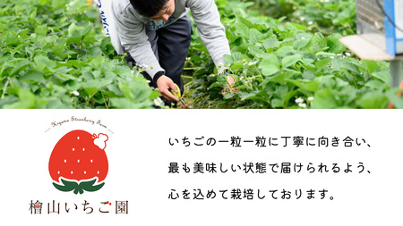 【 先行予約 】 やよいひめ ( 2パック ) 特大 デラックス サイズ 【 2025年1月から発送開始 】  ( 茨城県共通返礼品 : 常陸太田市 ) 約 300g × 2 パック やよいひめ ヤヨ