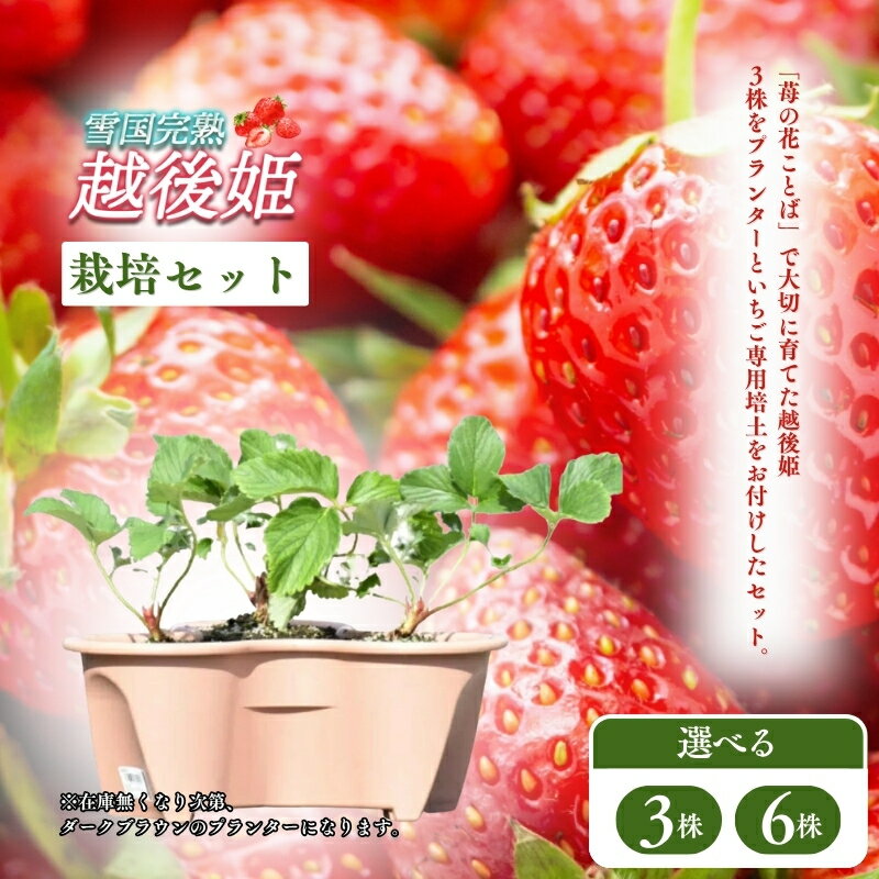 【ふるさと納税】【先行予約｜10月中旬より順次出荷】いちご 越後姫栽培キット 容量が選べる 越後姫 栽培キット 苺 栽培 プランター 植物 プラント　お届け：2025年10月下旬～12月下旬まで