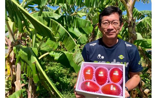 GZ006『 天使のマンゴー』宮古島産アーウィンマンゴー 約2.2kg（4〜6玉）【ご贈答用】「LA MANGUE BLEUE」農家直送