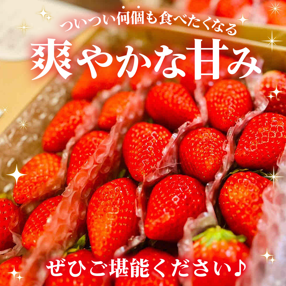 ＜農家厳選 新鮮朝採り宇和いちご（約650g×3箱）＞ イチゴ 苺 果物 フルーツ くだもの ストロベリー かおりの 直送 愛媛県 西予市