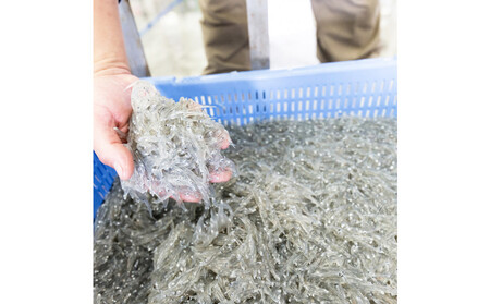 生桜えび、生しらす、桜えびかき揚げセット【配送不可：離島】