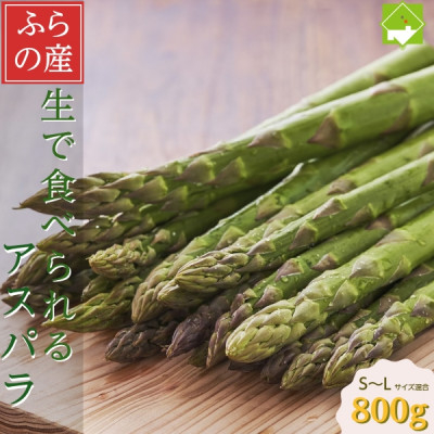 
                  「生」で食べられる!北海道富良野産　グリーンアスパラ　800g (S～Lサイズ混合)_グリーンアスパラ 野菜 アスパラ 北海道 富良野 産直 産地直送 人気 おすすめ 送料無料 贈答 ギフト プレゼント【1633262】
                