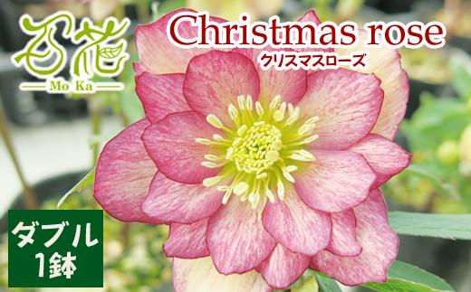 2026年 2月 ～ 3月 発送予定 クリスマスローズ ダブル 1鉢 【百花 -MoKa-】 花 フラワー 苗 ポット クリスマス ローズ ヘレボルス 植物 観葉植物 八重咲 八重咲き 二重咲 二重咲き ギフト 花ギフト プレゼント 贈り物 誕生日 記念日 お祝い 一点物 おまかせ 人気 おすすめ 予約 先行予約 予約受付