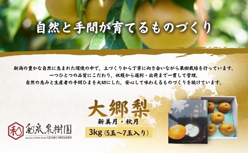 大郷梨3kg（新美月・秋月）