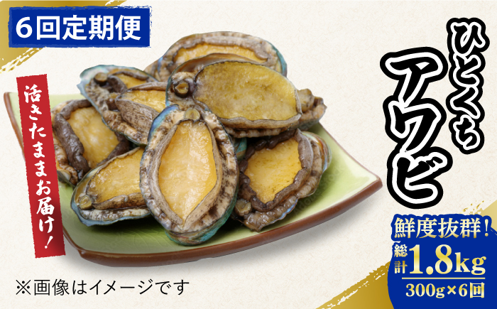 【全6回定期便】【活きたままお届け！】 上五島産 養殖 ひとくち アワビ 厳選 300g【豊建設株式会社】 [RAE016]