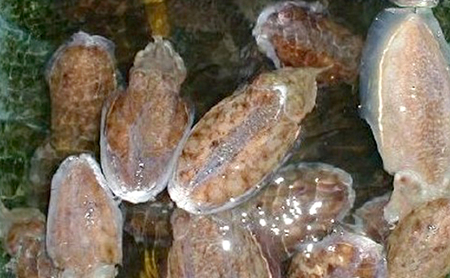 由良漁港 水揚げ 鮮魚 詰め合わせ セット 5～10匹 魚 魚介類 海鮮セット 海鮮 兵庫県 洲本市 淡路島