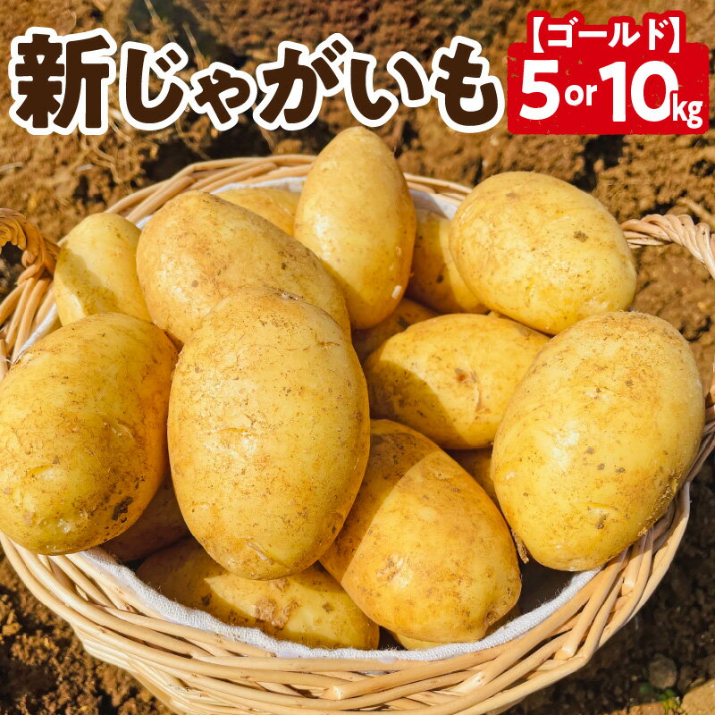 【ふるさと納税】【2026年先行予約】＜選べる容量＞ 新じゃがいも ゴールド 5kg or 10kg 3月お届け じゃがいも 新じゃが 芋 ポテト 野菜 根菜 ミネラル 赤土 料理 調理 先行受付 美味しい 新鮮 穐田農園 知名町 おすすめ ランキング プレゼント