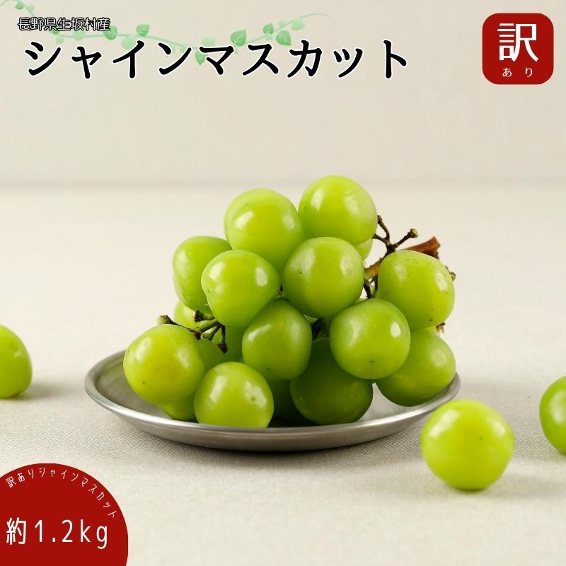 【ふるさと納税】【2026年先行予約】 マスカット シャインマスカット 約1.2kg（バラ房）訳あり 種なし ぶどう 信州直送 | 長野県産 ブドウ 種無し 葡萄 | 令和8年9月上旬～下旬頃順次発送予定 | 長野県 生坂村 [株式会社野の香]