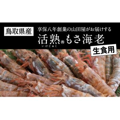 ふるさと納税 鳥取市 鳥取県産 生食用もさ海老 山田屋