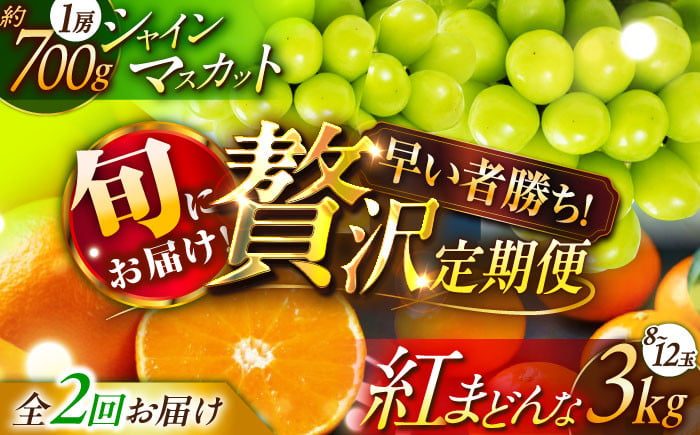 
            【全2回定期便】【数量限定】シャインマスカット＆紅まどんな 愛媛が誇るフルーツ2種の贅沢定期便 愛媛県大洲市/愛媛たいき農業協同組合[AGAO015] マスカット ぶどう まどんな みかん 紅まどんな 紅マドンナ シャインマスカット 果物 愛媛みかん
          