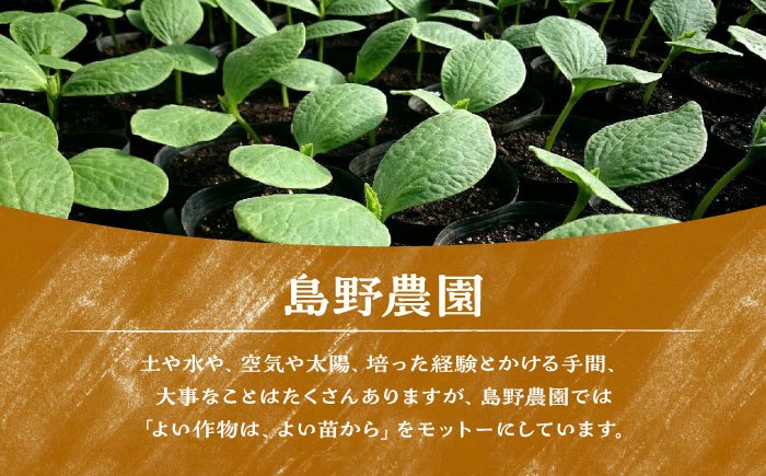 【先行予約】【数量限定20セット】島野農園のいちご（400g×2パック） 紅ほっぺ ほしうらら スターナイト 【島野農園】 [AKHV002]