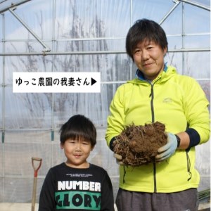 【2024年10月下旬発送開始】農家直送　土付き里芋(大和早生)2kg【1233439】