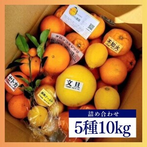 みかん色々♪季節の柑橘詰合せ10kgいろんな種類が一箱に詰まった楽しいみかんBox【先行受付】【1531525】