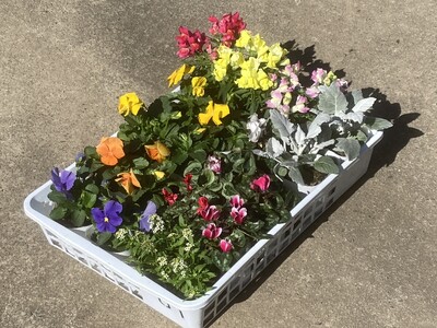 【9月以降順次発送】季節の花苗おまかせセット