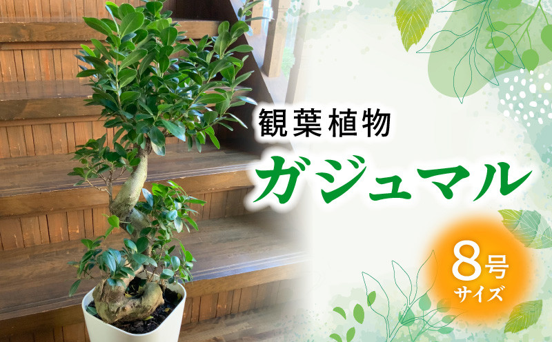 
            066-19 観葉植物 ガジュマル1鉢
          