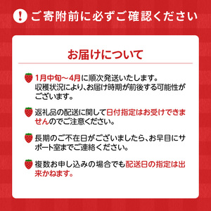 【2027年1月から順次発送】福岡県産 羽衣農園の完熟あまおう 約1kg（約250g×4パック） _ 福岡県産 完熟 あまおう 約250g × 4パック 計 約1kg こだわり いちご 福岡県 ブラン