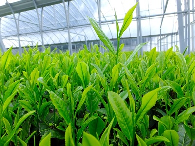 【新茶 3本】先行予約 2027年度産 新茶 3本 お茶 静岡 日本茶 飲料  茶葉 小栗農園 牧之原市 静岡県