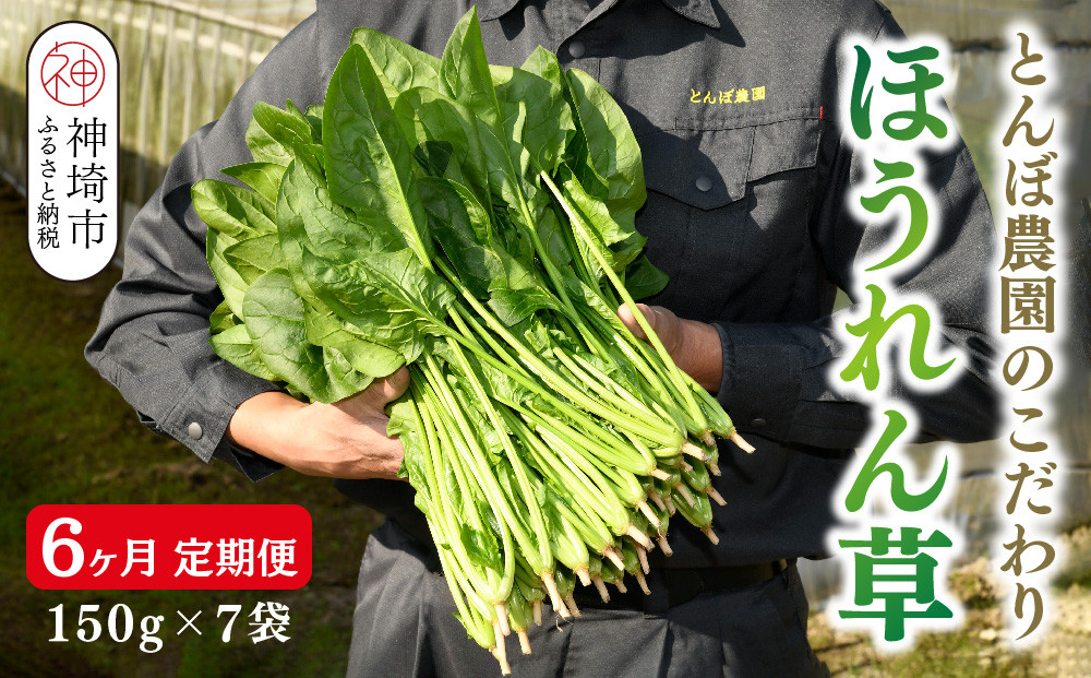 
【定期便6回】ほうれん草 約1kg（150g x 7袋）【合計 約6kg】 【ハウス栽培 産地直送 クール便 新鮮発送 栄養豊富 佐賀県脊振山麓産】(H091120)
