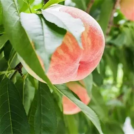 【農園直送】朝採れの和歌山の桃　約4kg・秀品【2027年度発送分】(日高町)【配送不可地域：離島・北海道・沖縄県】【1218059】