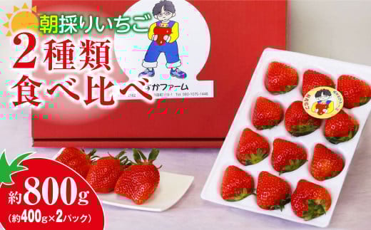 【2026年 先行予約】いちご 2種食べ比べ 400g × 2パック 800g｜コク 甘み 朝採れ やよいひめ ななか 恋みのり あまおとめ あすかカルビー 贈答用 新鮮 完熟 いちご 旬 苺 ストロベリー 産地直送 果汁 あまい 人気 高評価 減農薬 美容 健康 旨味 高糖度 ごほうび 群馬県 前橋市