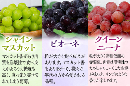 【数量限定】予約受付 ぶどう 食べ比べ 3色葡萄房セット(シャインマスカット、ピオーネ、クイーンニーナ) ぶどう フルーツ ブドウ 葡萄 果物 マスカット 赤葡萄 黒葡萄 食べ比べ 1房600g前後 