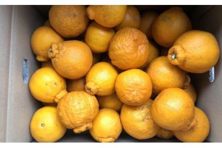 【濃厚】有田の不知火 約6.5kg ご家庭用向け（サイズ混合） ※2026年2月中旬～2026年3月中旬頃に順次発送予定 【tec864A】