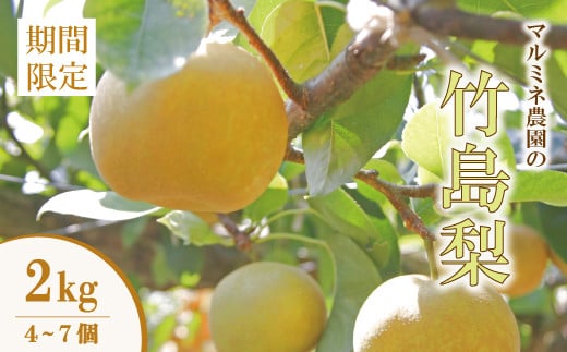 【 数量限定 早期受付 】マルミネ農園 の 竹島梨 2kg （4～7個） 国産 高知 四万十市 四万十 しまんと 梨 ナシ 幸水 豊水 凛花 なし 果物 くだもの 新鮮 農園 フルーツ デザート おやつ ジューシー 旬 産地直送 お取り寄せ 【2025年8月中旬～9月下旬発送】25-547
