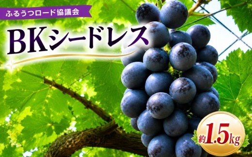 【数量限定】ふるうつロード協議会の「BKシードレス」 約1.5kg | フルーツ 果物 くだもの ぶどう ブドウ 葡萄 種なし 種なしぶどう 国産 大分県 中津市