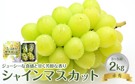 【先行予約】【ＪＡ】 シャインマスカット 赤秀 2kg箱（3～5房入） ※着日指定不可　※離島への配送不可　※2026年9月初旬頃～9月中旬頃に順次発送予定 【シャインマスカット ぶどう 葡萄 フルーツ 果物 くだもの 鳥取県 北栄町 おすすめ 人気】