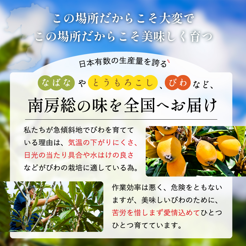 【先行受付 2025年6月上旬～7月中旬発送予定】数量限定！ヤングコーン(ベビーコーン）50本 野菜 バター醤油 炒め物 皮付き 髭付き サラダ 生野菜