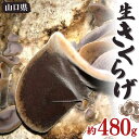 【ふるさと納税】生きくらげ 約480g きくらげ キクラゲ 木耳 料理 ご当地 グルメ 食品F6L-656