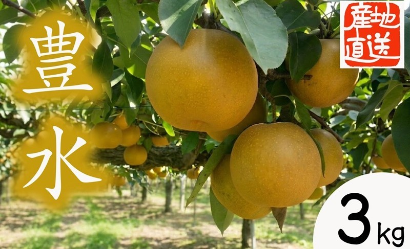 
            【 産地直送 】 豊水 3kg 先行予約 梨 フルーツ 果物 国産 日本産 梨 ナシ なし 和梨 [CZ007ci]
          