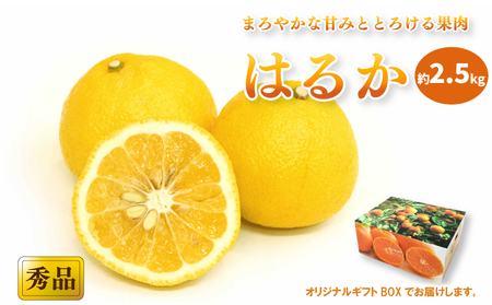 【2027年2月中旬頃から順次発送】はるか ＜秀品＞約2.5kg (M-Lサイズ) ギフトBOX入り | みかん はるか 秀品 贈答箱 愛媛県 松山市 ココオ Koko'o【KK3091】