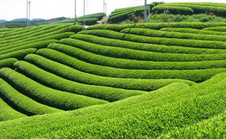 有機宇治ほうじ茶10本入（オーガニック ほうじ茶